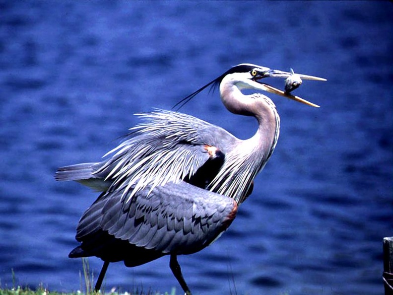 Great Blue Heron